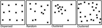 The Role of Protein and Lipid Clustering in Lymphocyte Activation